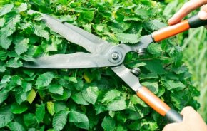 Hedge clippers